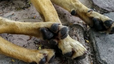 Suspeito de envenenar cães de protetora é indiciado em Barbacena